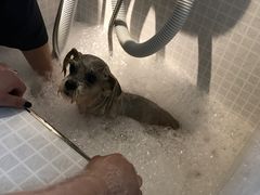 -PETKIT 小佩宠物·低压洗护·美容·寄养(安远店)