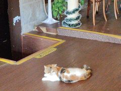 -猫岛主趣味餐厅(鼓浪屿店)