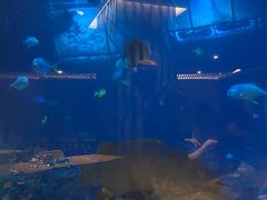 -海棠湾洲际-涛·海底餐厅·美人鱼·自助餐·海底隧道