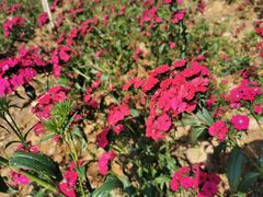 -松山湖梦幻百花洲