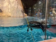 -帝企鹅自助餐厅•儿童岛•真企鹅(长隆企鹅酒店)