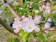 -海棠花溪(元大都城垣遗址公园)