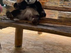 -西霞口神雕山野生动物世界