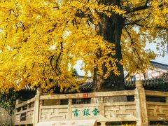 -千年银杏谷文化旅游区