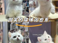-三花喵·撸猫购宠·宠物生活馆(虹桥南丰城店)