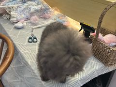 -钦宠·猫咪售卖·洗护·寄养(东圃旗舰店)
