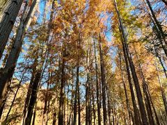 -上海海湾国家森林公园