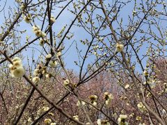 -蜀冈西峰生态公园