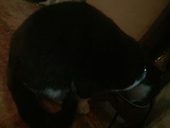 -Sirena海妖日咖夜酒