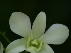 -新加坡植物园