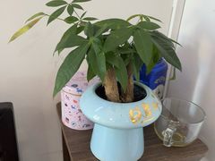 -张钰强中医正骨推拿连锁(华发商都店)
