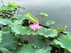 -莲花池公园