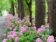 -上海滨江森林公园