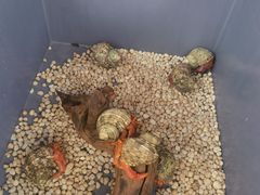 -中环花鸟鱼虫市场