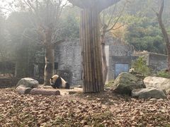 -都江堰中华大熊猫苑