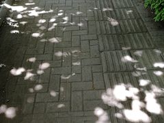 -魏家凉皮(来广营店)