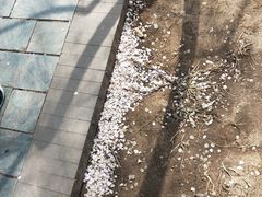 -桃花堤公园