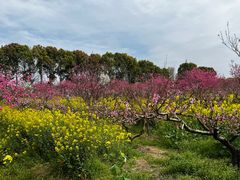 -南汇桃花村
