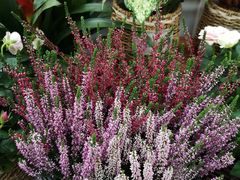 -龙大花卉苗木市场