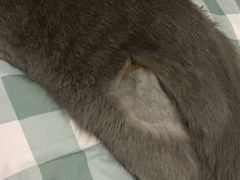-乐派堂宠物医院·猫友好· 心脏科(东街店)