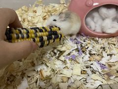 -钓仓鼠(洋桥北里小区店)