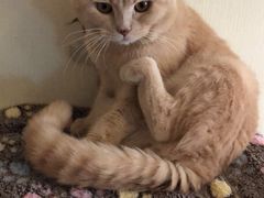 -Meowの猫咖(万家丽店)