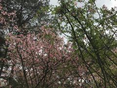 -铁山坪森林公园