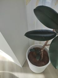 -HEYAN荷妍专业脱毛连锁机构