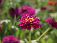 -紫颐香薰山谷景区