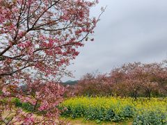 -天适樱花悠乐园