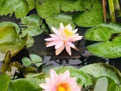 -同銮特种养殖场·龙虾垂钓