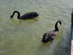 -五缘湾湿地公园
