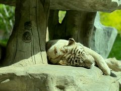 -北京野生动物园