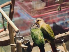 -青石桥花鸟鱼虫市场(叠翠城店)