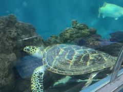 -上海海洋水族馆