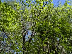 -长白岛森林公园