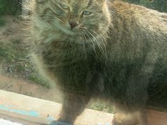 -青藏高原野生动物园