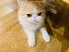 -滚猫咖啡·猫咖·猫友好撸猫(未来城店)