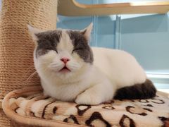 -遇见羊驼·奶狗咖·布偶猫咖·法斗柯基柴犬阿拉斯加(春熙路太古里IFS店)