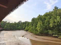 -大亚湾红树林城市湿地公园