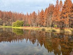 -黄海国家森林公园