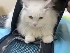 -芭比堂动物医院·CT·微创中心(新顺分院)