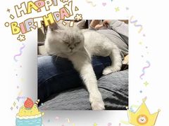 -东方名猫馆·英短金渐层布偶猫舍(环线广场1号楼店)