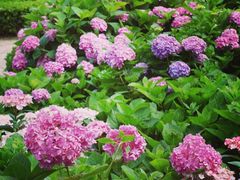 -上海共青森林公园