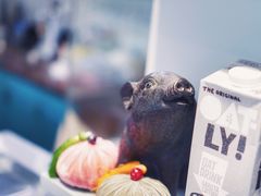 -WHEN PIGS FLY当猪飞