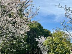 -苏州金鸡湖大酒店