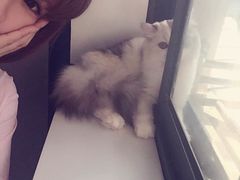 -喵的天空名猫咖啡馆·撸猫·猫舍·用品