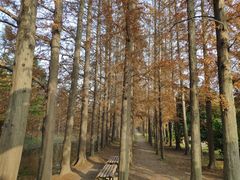 -上海长兴岛郊野公园