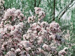 -海棠花溪(元大都城垣遗址公园)