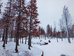 -北龙湖湿地公园